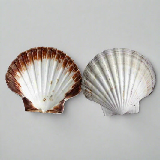 2 x Large Scallop Shells