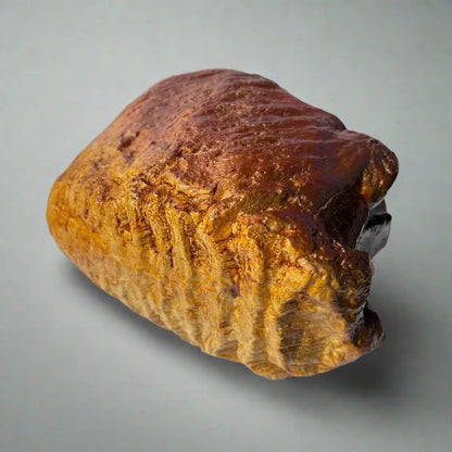 Large Replica Mammoth Tooth