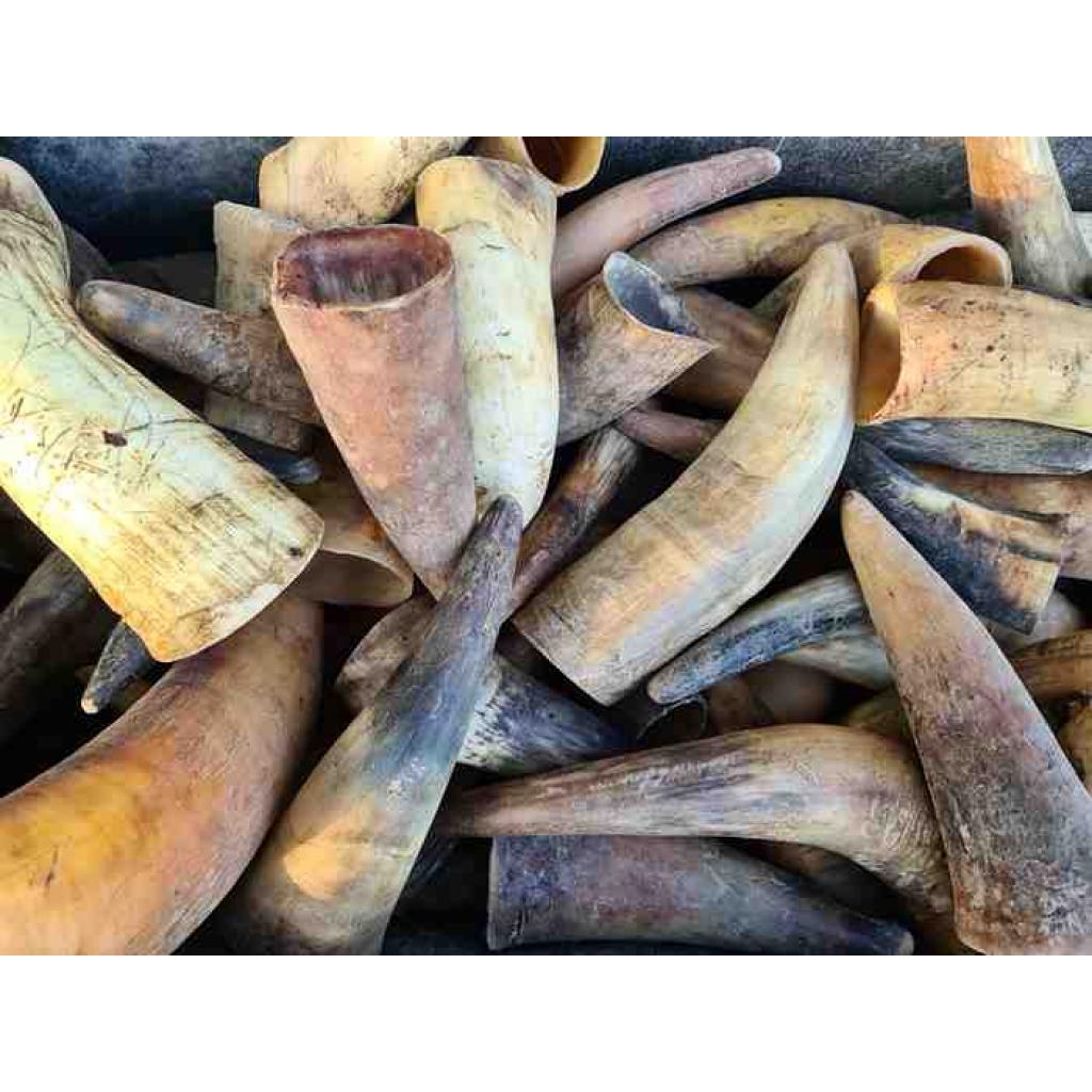 Natural Cow Horn