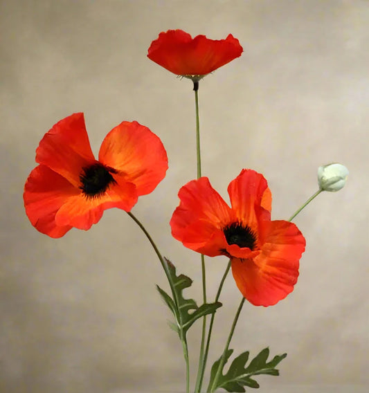 Poppies