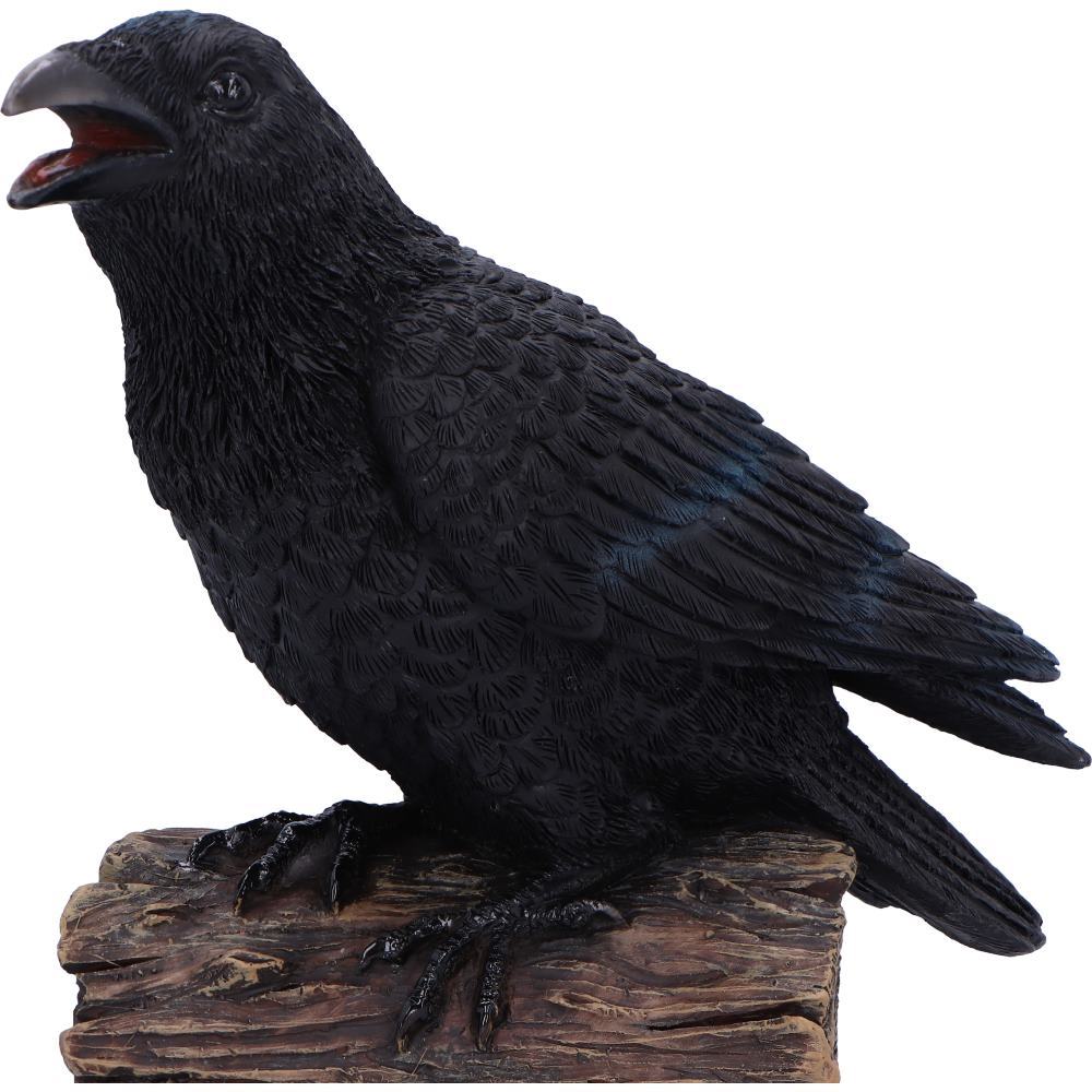 Raven