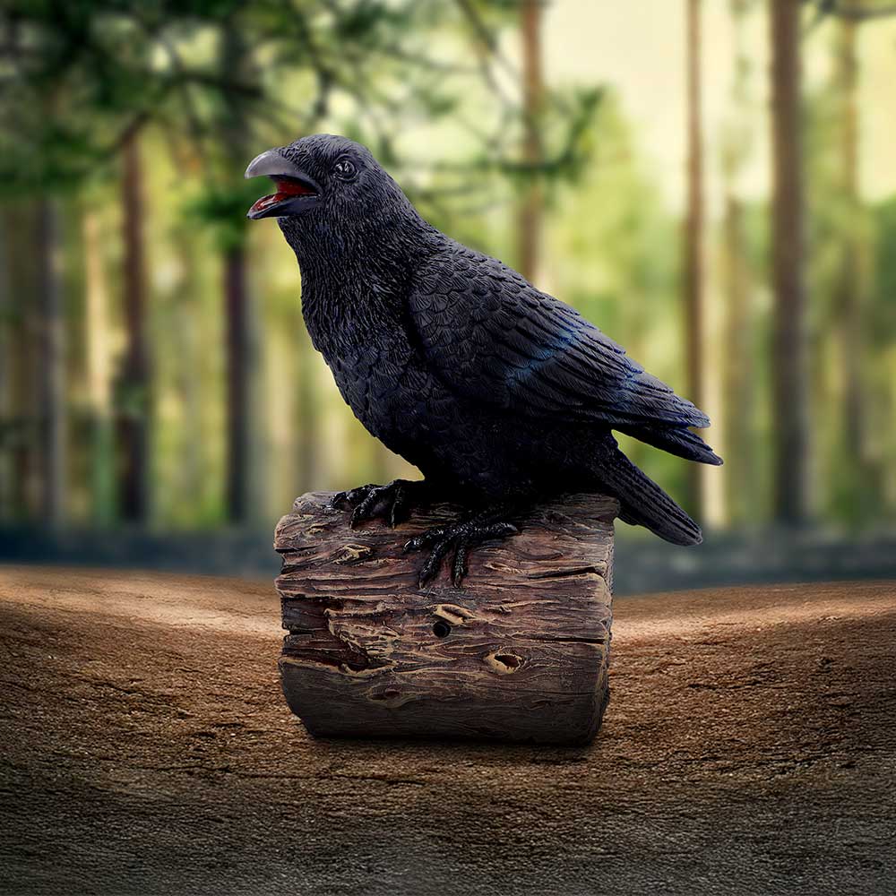 Raven